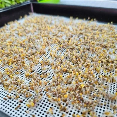 Tapete de silimon reutilizável para assar e microgreen cultivar meio